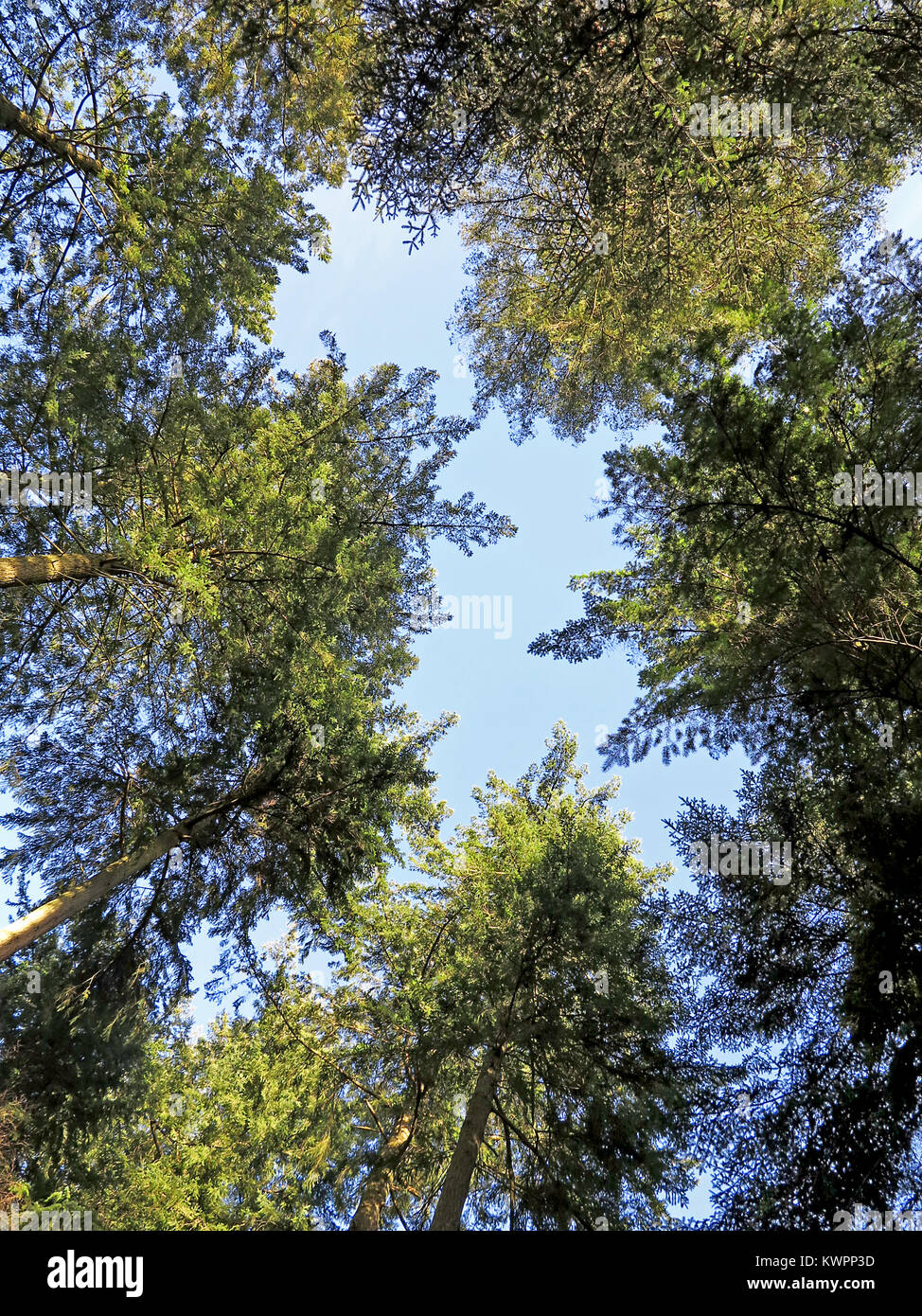 Pine trees canopy in the New Forest National Park Stock Photo