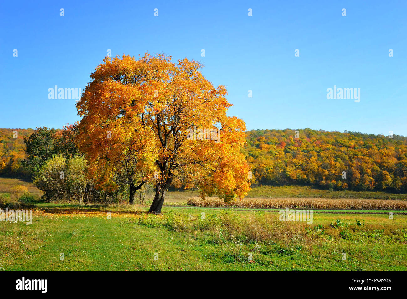Beautiful autumn landscape with colorful trees. Sunny day Stock Photo ...