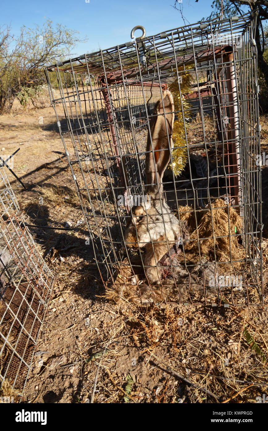 Traps baited with harvested jackrabbits, feathers, scent, sound and other means are set by fur trappers for live catch of animals such as coyote, fox, Stock Photo