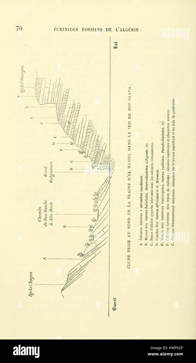 Échinides fossiles de l'Algérie (Page 70, Fig.- Coupe prise au nord.) BHL11668057 Stock Photo
