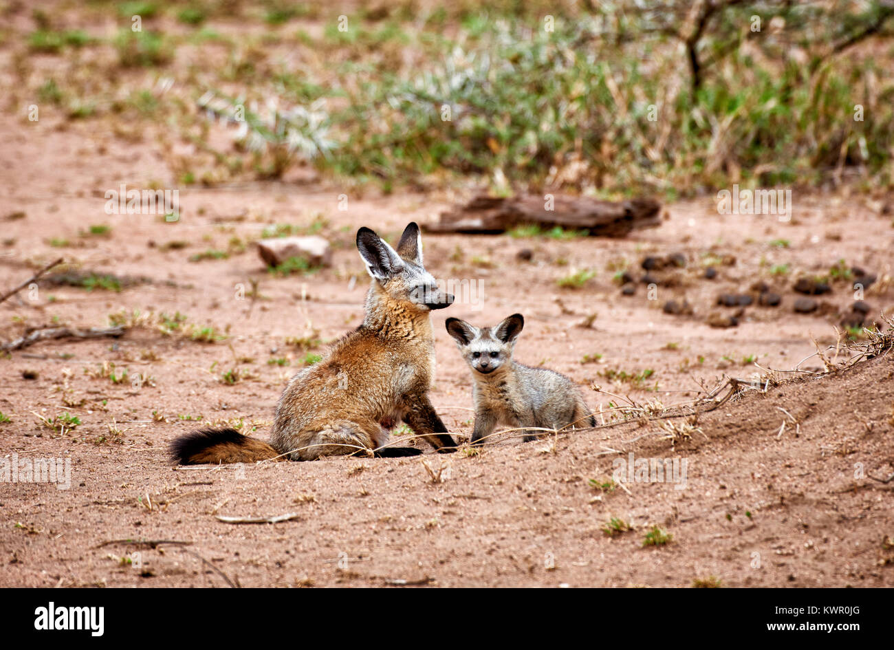 Bat-eared fox with youngster, Otocyon megalotis, Serengeti National Park, UNESCO world heritage site, Tanzania, Africa Stock Photo
