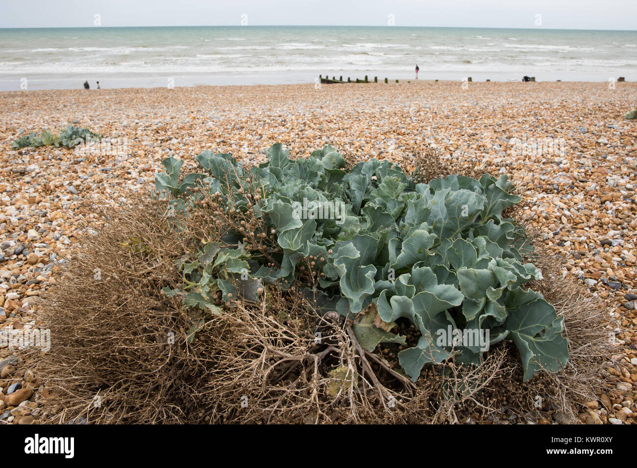 Cooden, UK. 3rd September, 2017. Sea kale (Crambe maritima) on the shingle at Cooden beach, East Sussex. Stock Photo