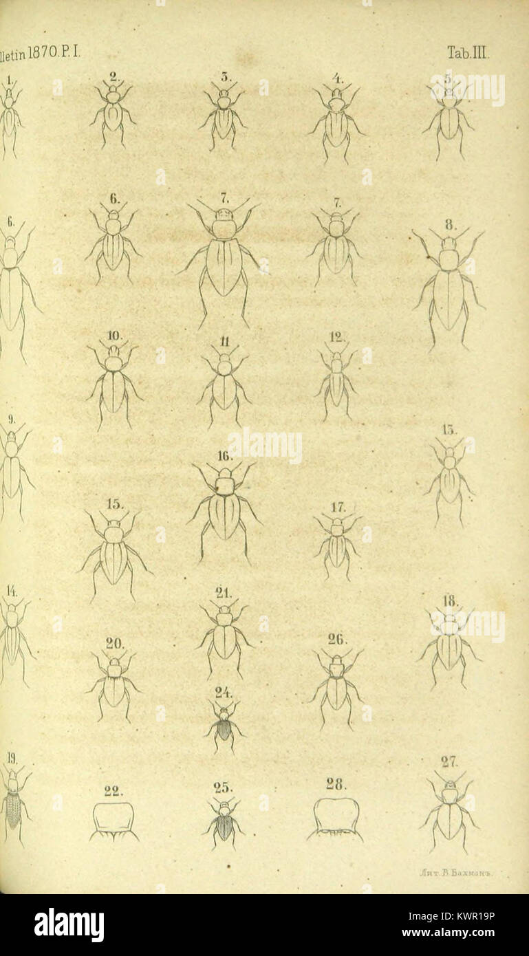 Énumération des nouvelles espèces de coléoptères rapportés de ses voyages (Page Plate) BHL42437016 Stock Photo