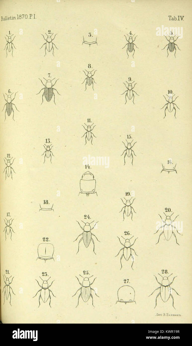 Énumération des nouvelles espèces de coléoptères rapportés de ses voyages (Page Plate) BHL42437018 Stock Photo