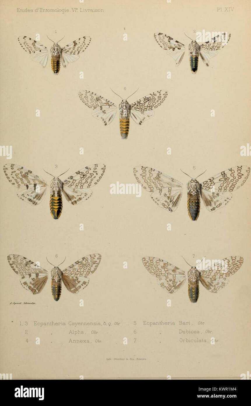 Scientific study examines anatomy hi-res stock photography and images ...