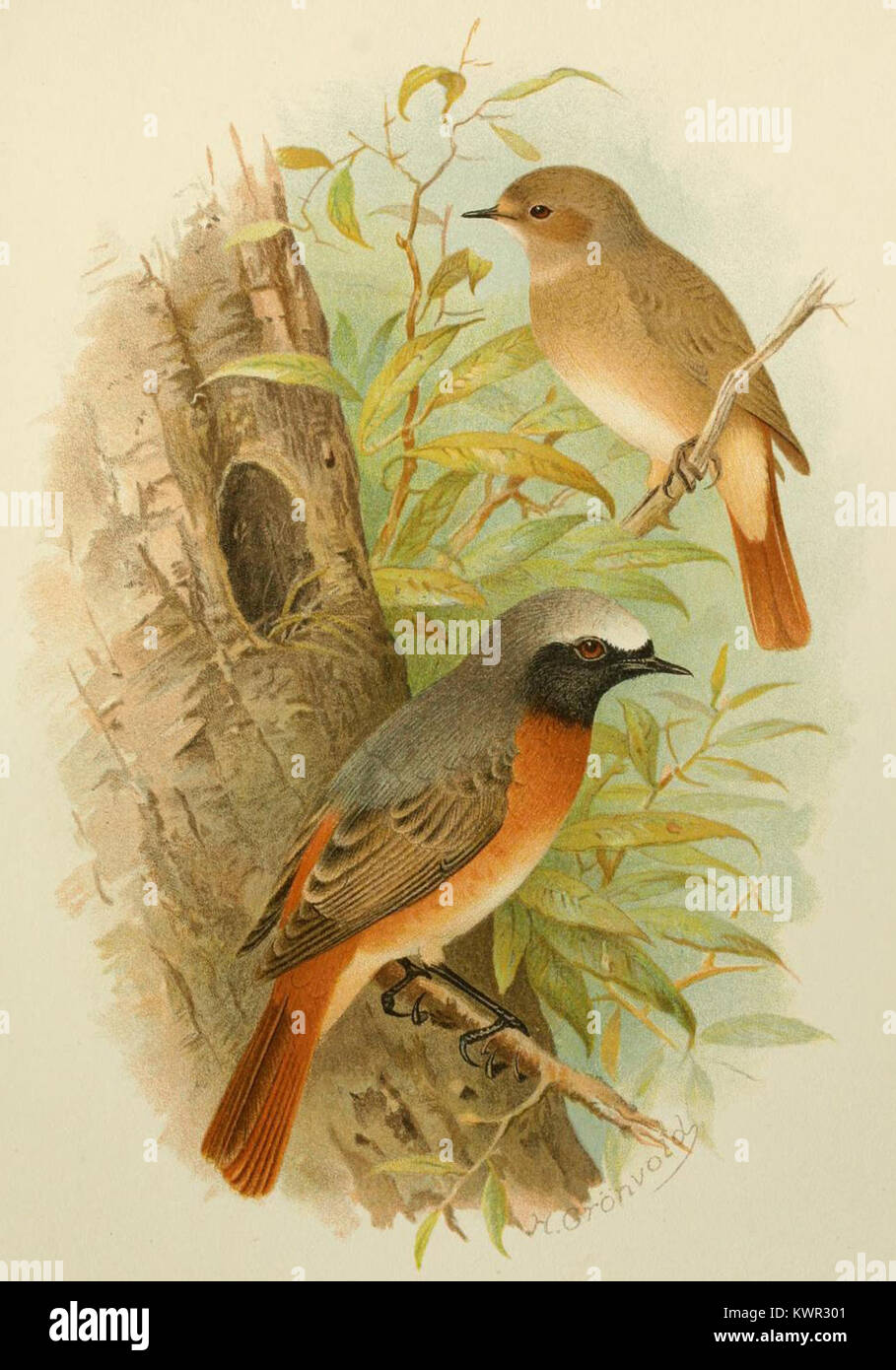 A natural history illustration of a Redstart by Grönvold, depicting the ...