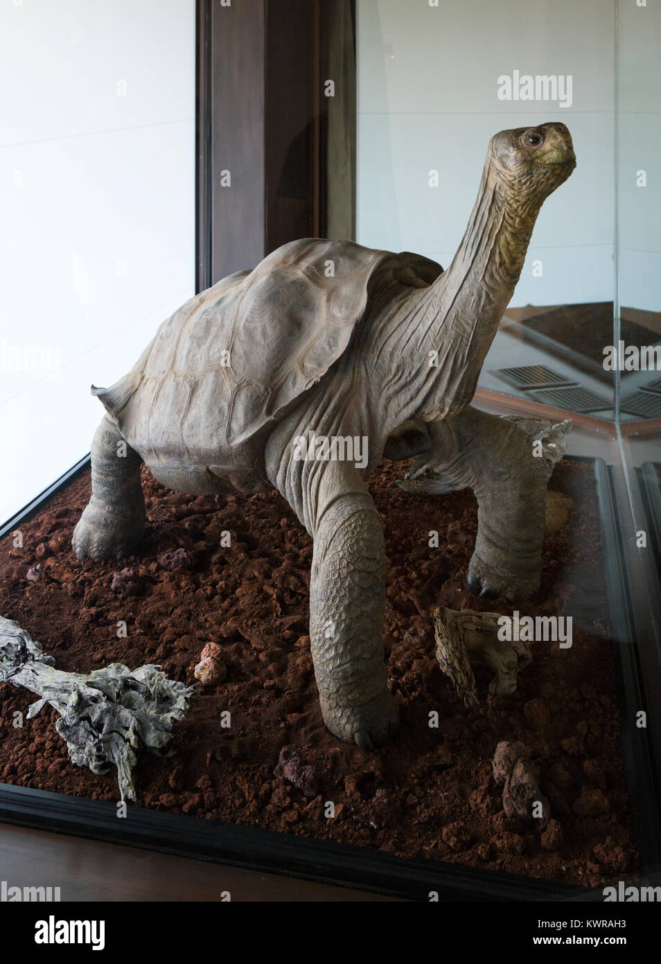 'Lonesome George' the last giant tortoise of his species, now a museum exhibit since his death; Charles Darwin Research Station, Santa Cruz. Galapagos Stock Photo
