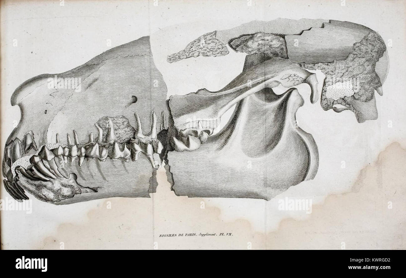 Engraved paleontology hi-res stock photography and images - Alamy