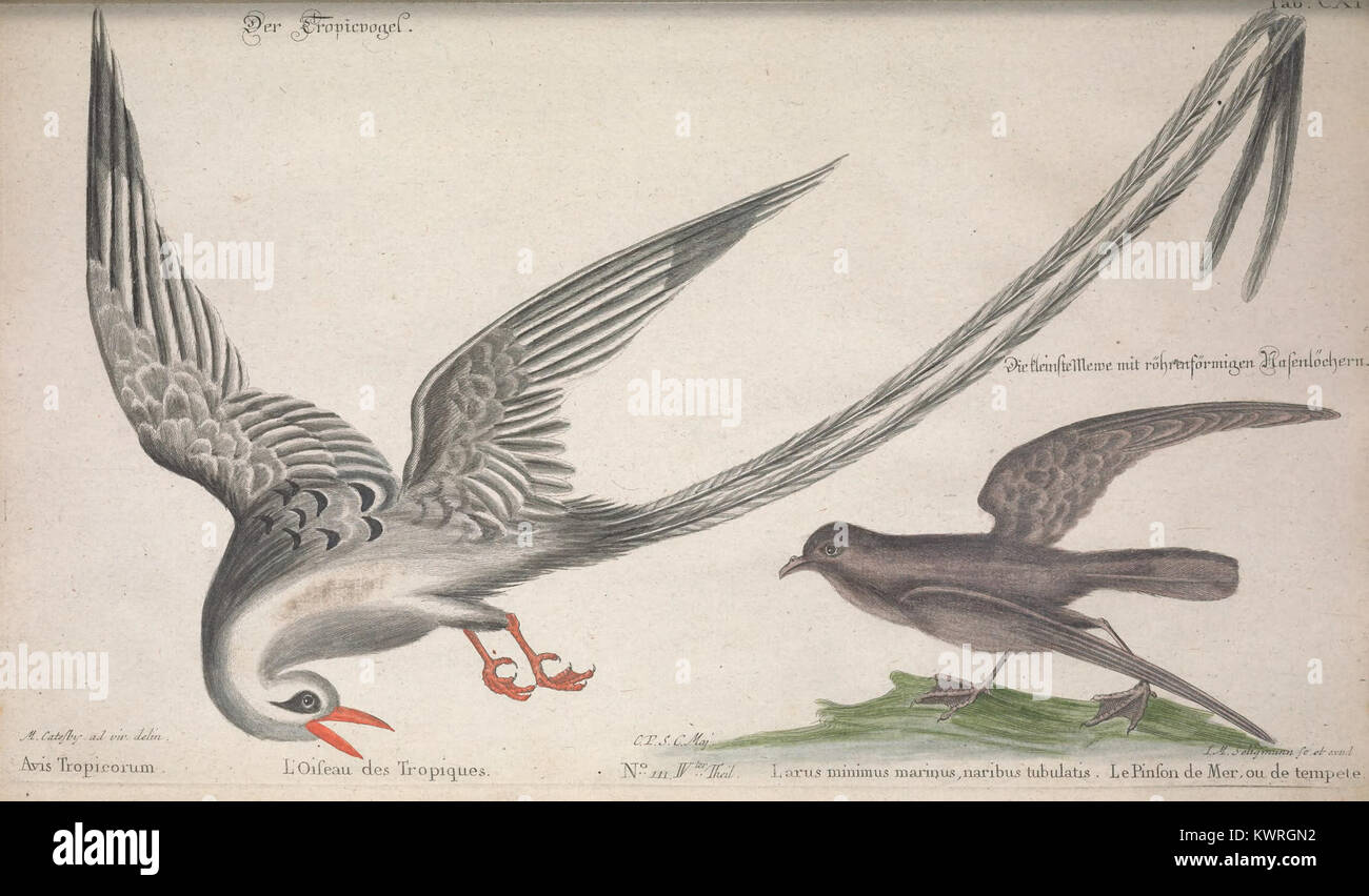 Comp Uncommon This work features illustrations of foreign and uncommon bird species ...