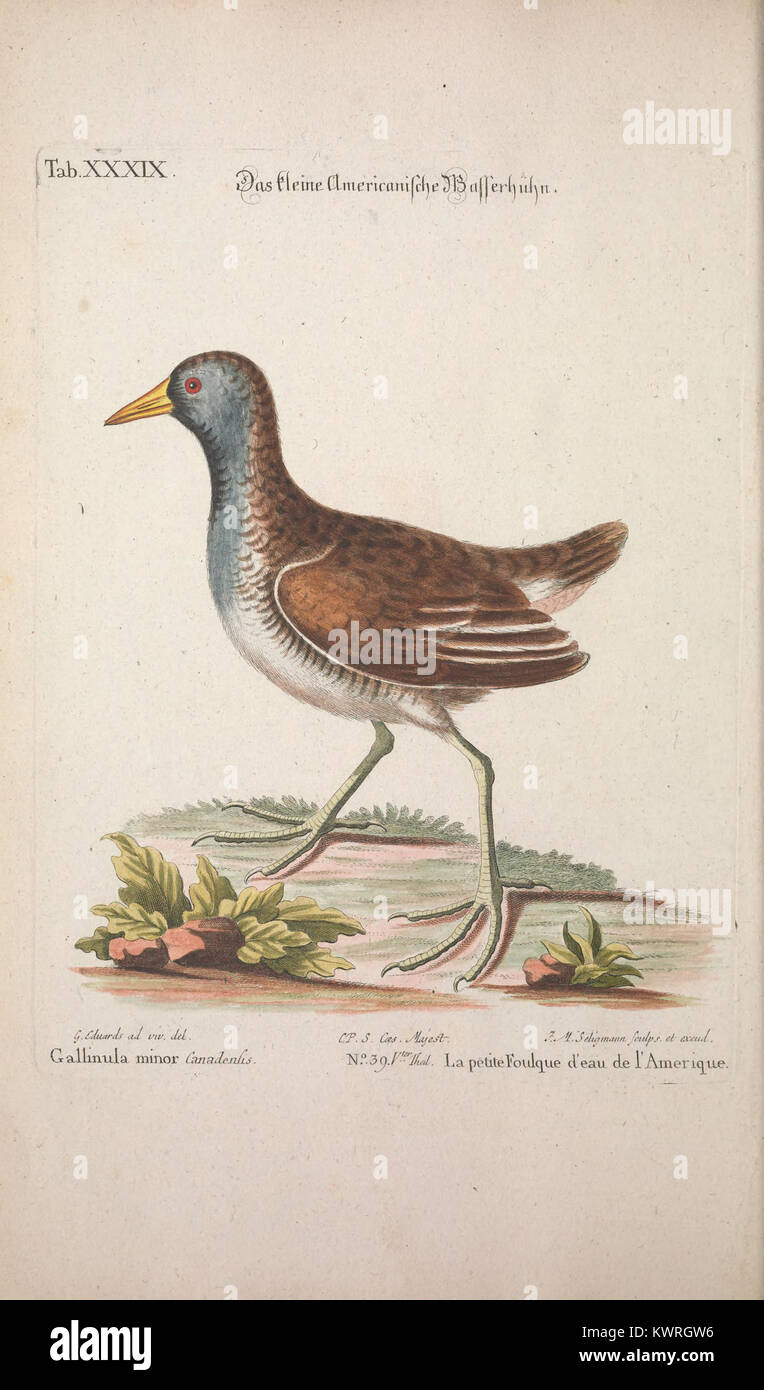 Foreign Birds This illustration features a selection of rare and foreign bird species ...