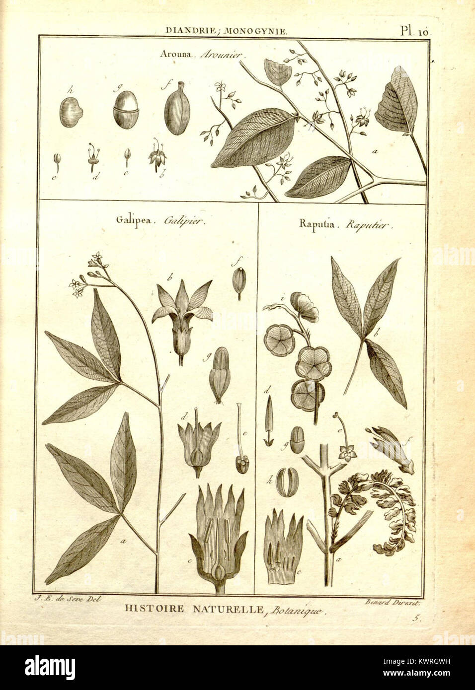 Plate 10 from the Encyclopédie botanical collection shows early ...