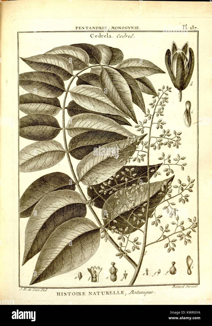 Classification typical of botanical art hi-res stock photography and ...