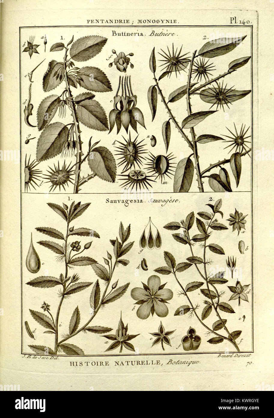 This botanical plate from the Encyclopédie illustrates detailed ...