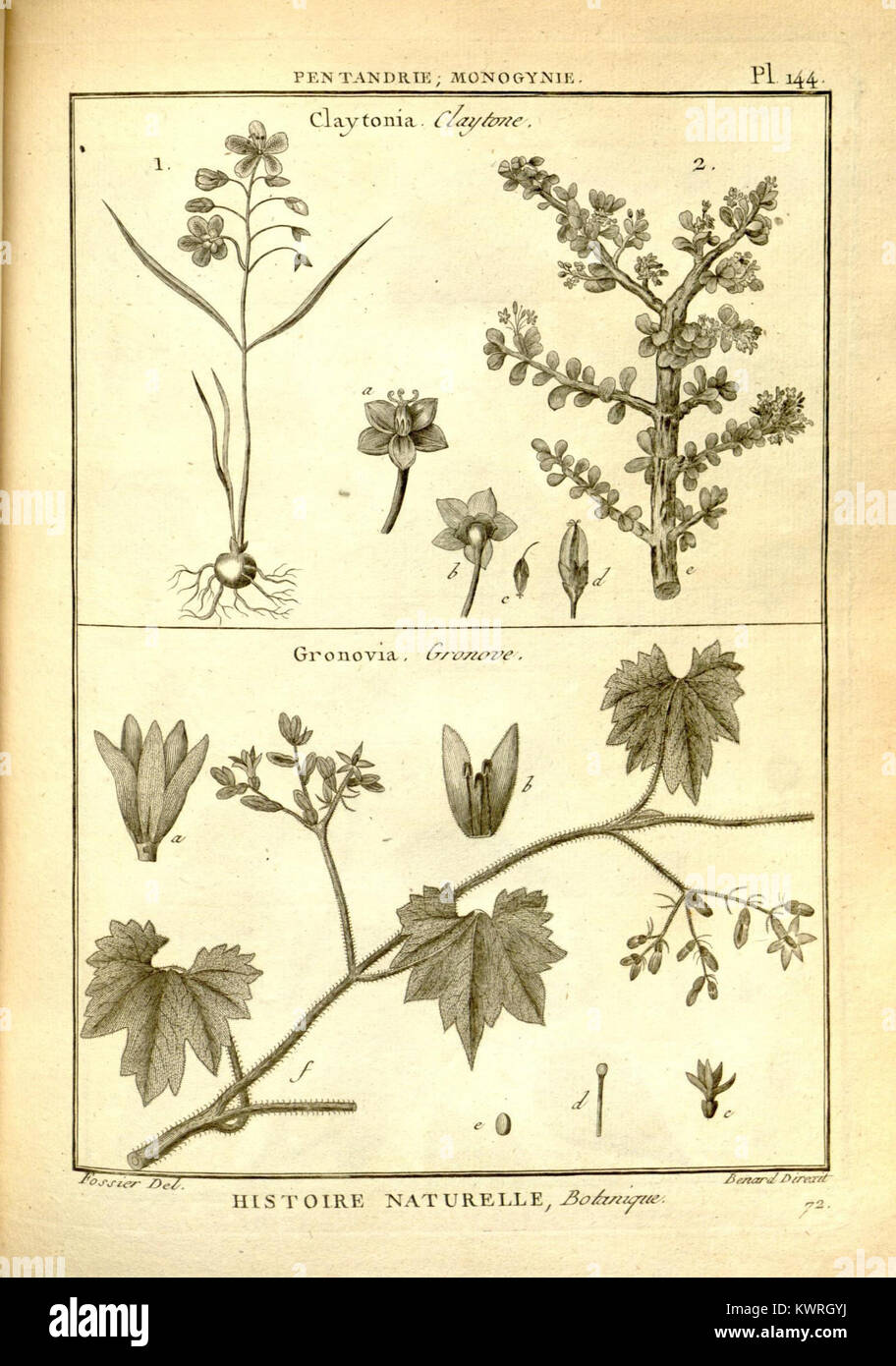 Detailed illustration features various botanical specimens hi-res stock ...