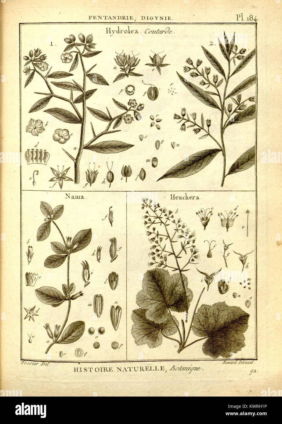 Botanical taxonomy teaching plate hi-res stock photography and images ...