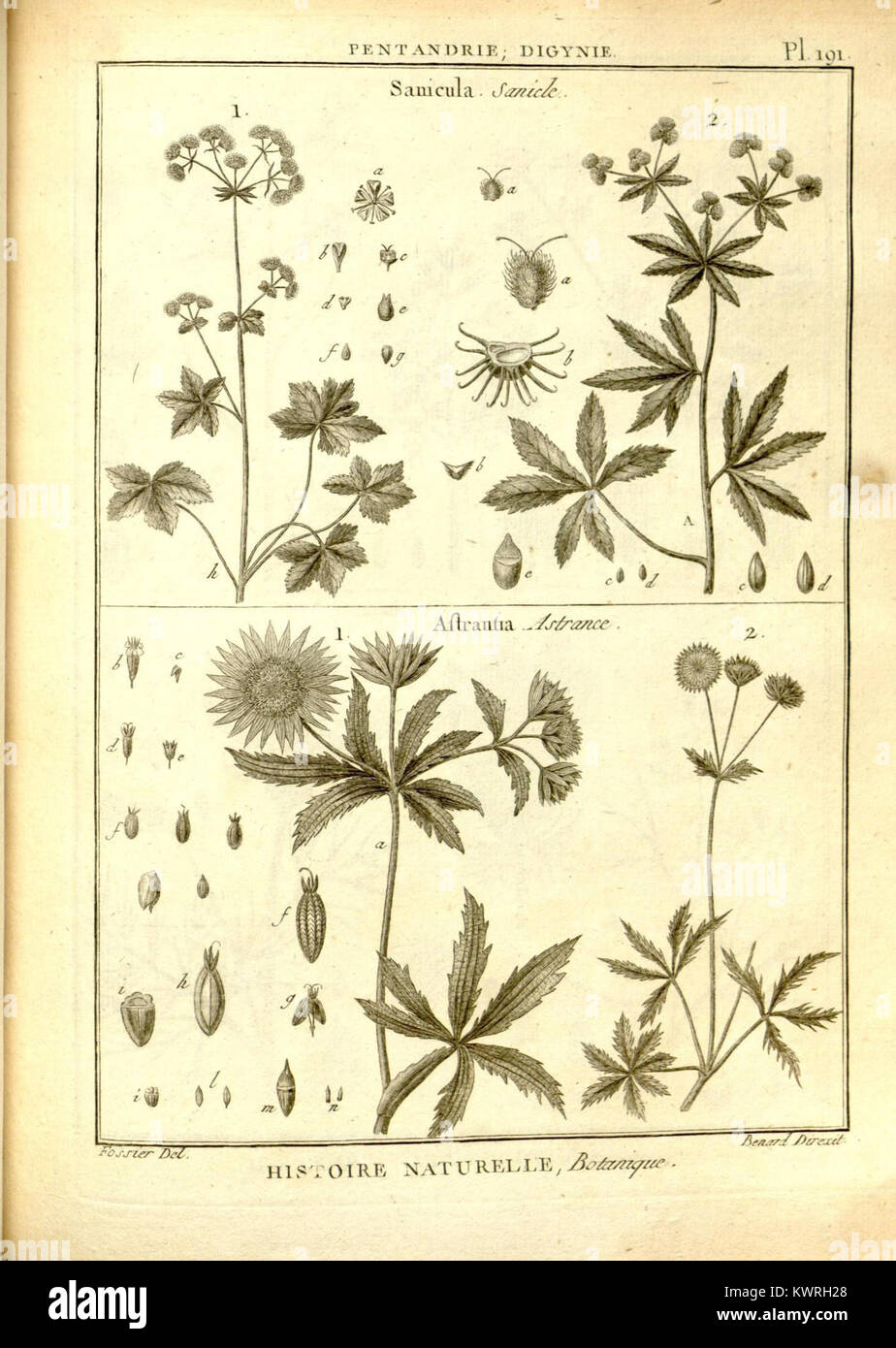 Scientific accuracy typical of botanical illustrations hi-res stock ...