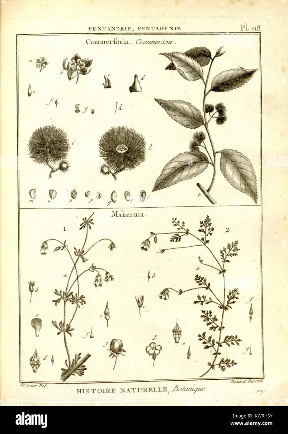 Fruits And Flowers Redouté – 24 Planches Botaniques Anciennes à Collectionner