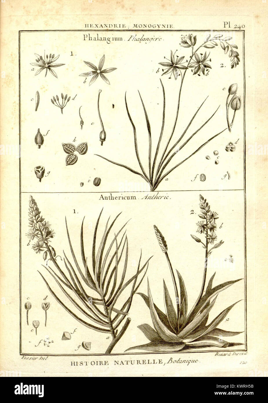 Botanical reference collection hi-res stock photography and images - Alamy