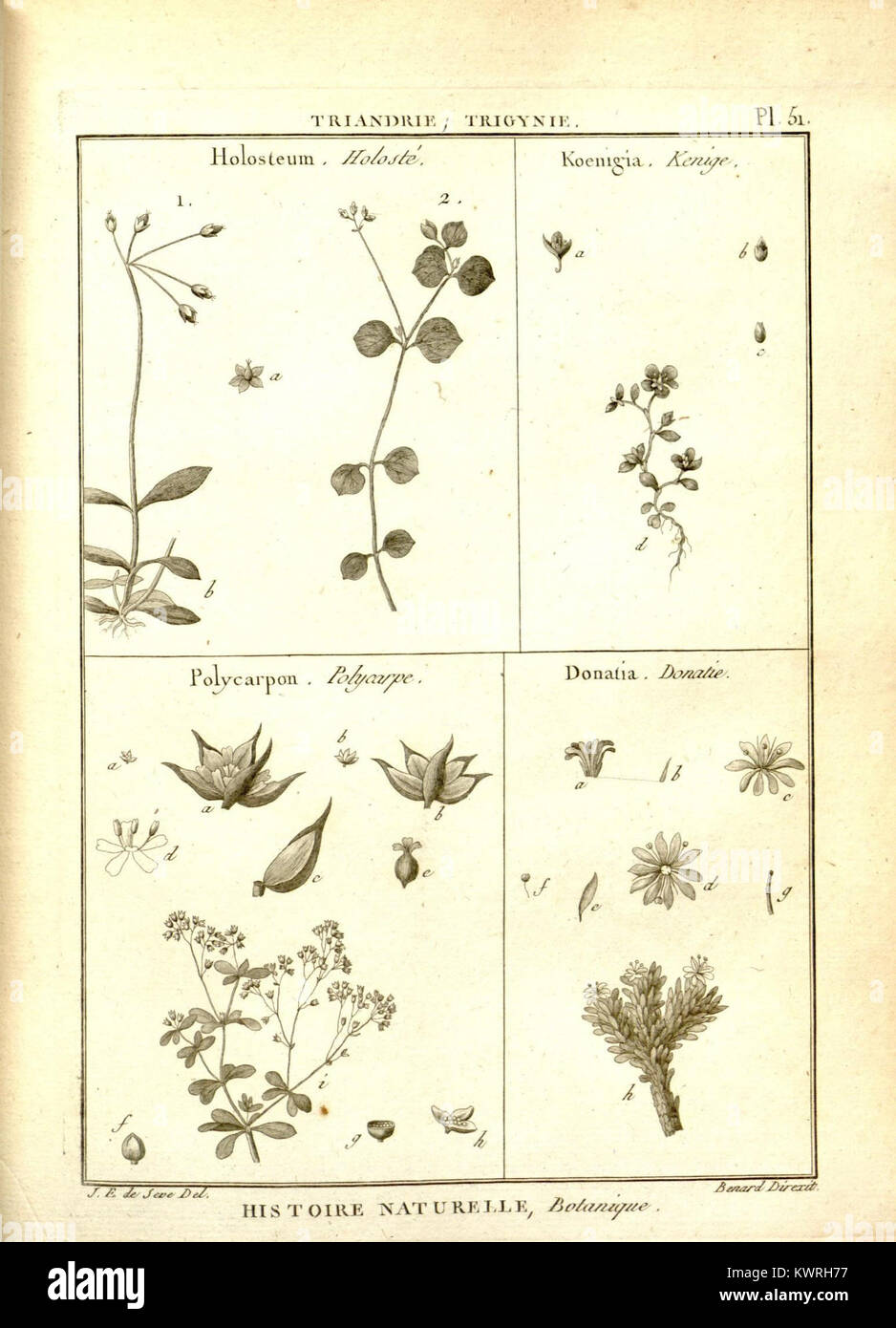 Highlighting specific botanical features hi-res stock photography and ...