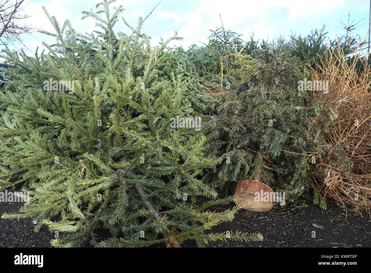 Lewisham council hires stock photography and images Alamy