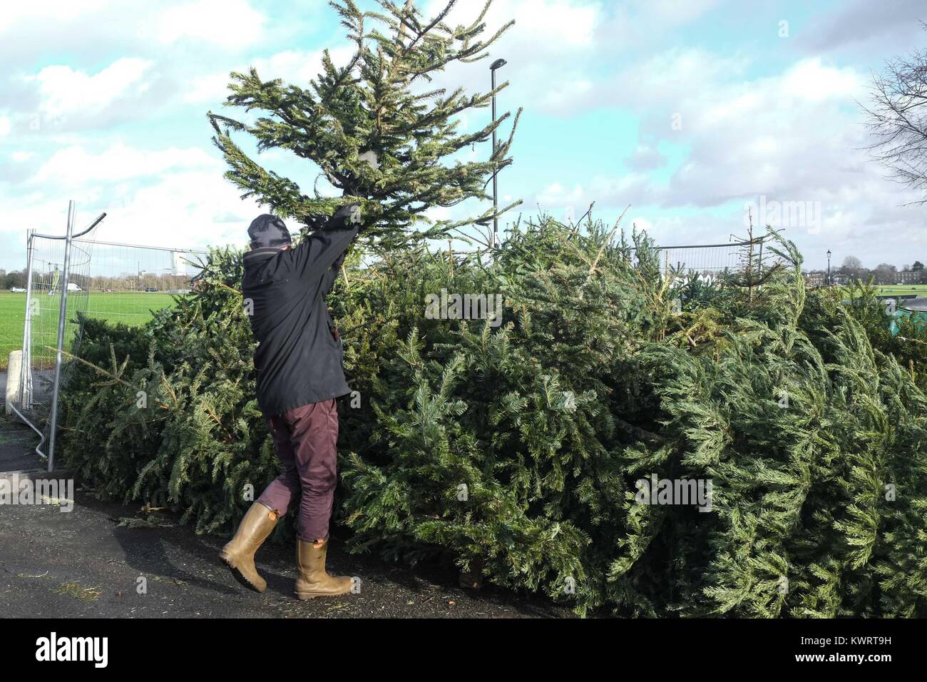 Council christmas tree recycling point hires stock photography and