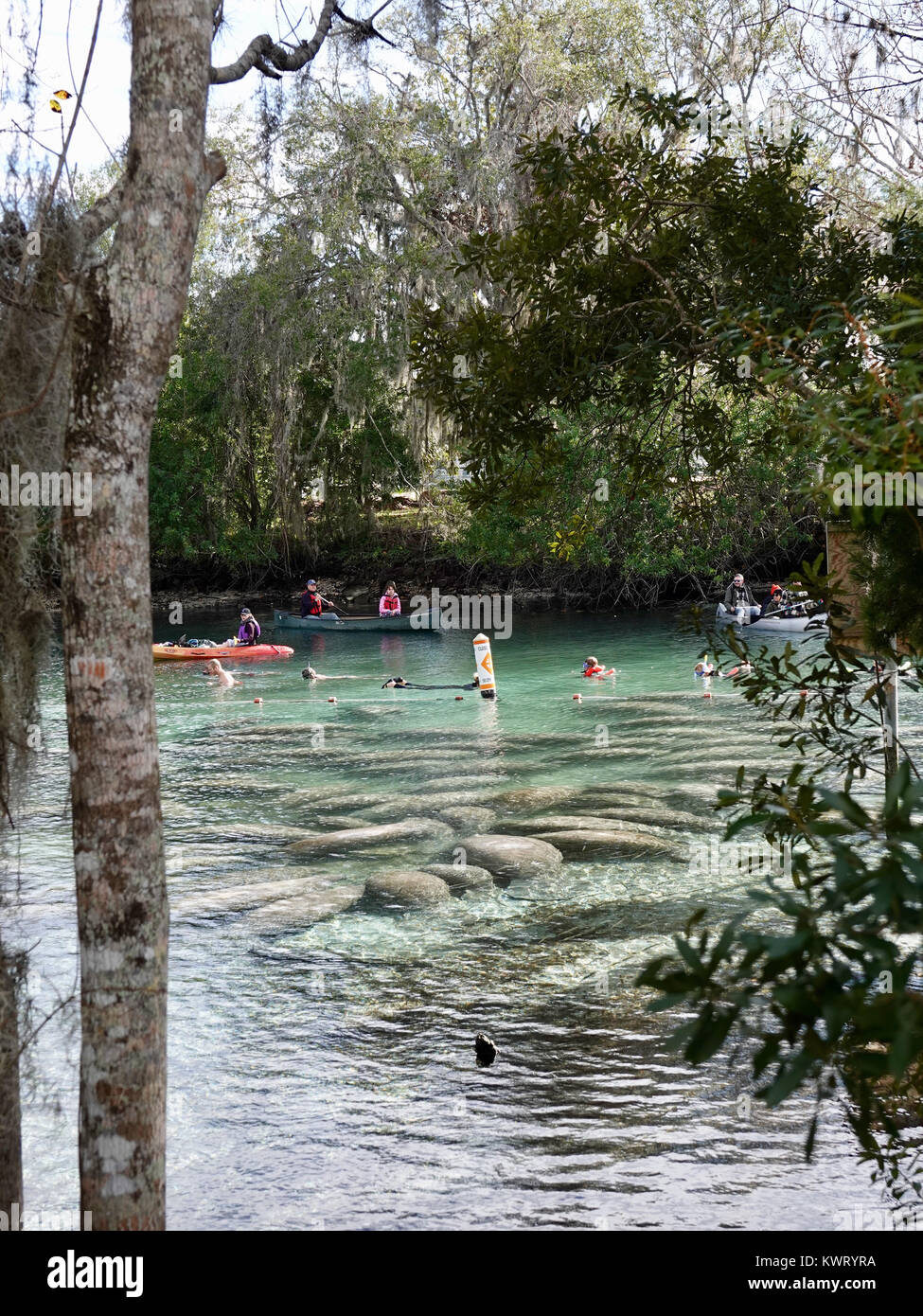 Crystal River, Florida, USA, 5 January 2018. Frigid temperatures along