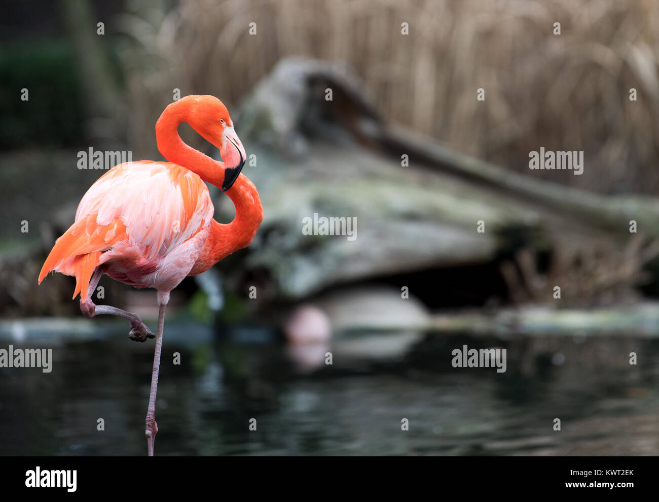 Dresden, Germany. 4th Jan, 2018. A flamingo stand in the flamingo enclosure at the zoo in Dresden, Germany, 4 January 2018. Credit: Monika Skolimowska/dpa-Zentralbild/dpa/Alamy Live News Stock Photo