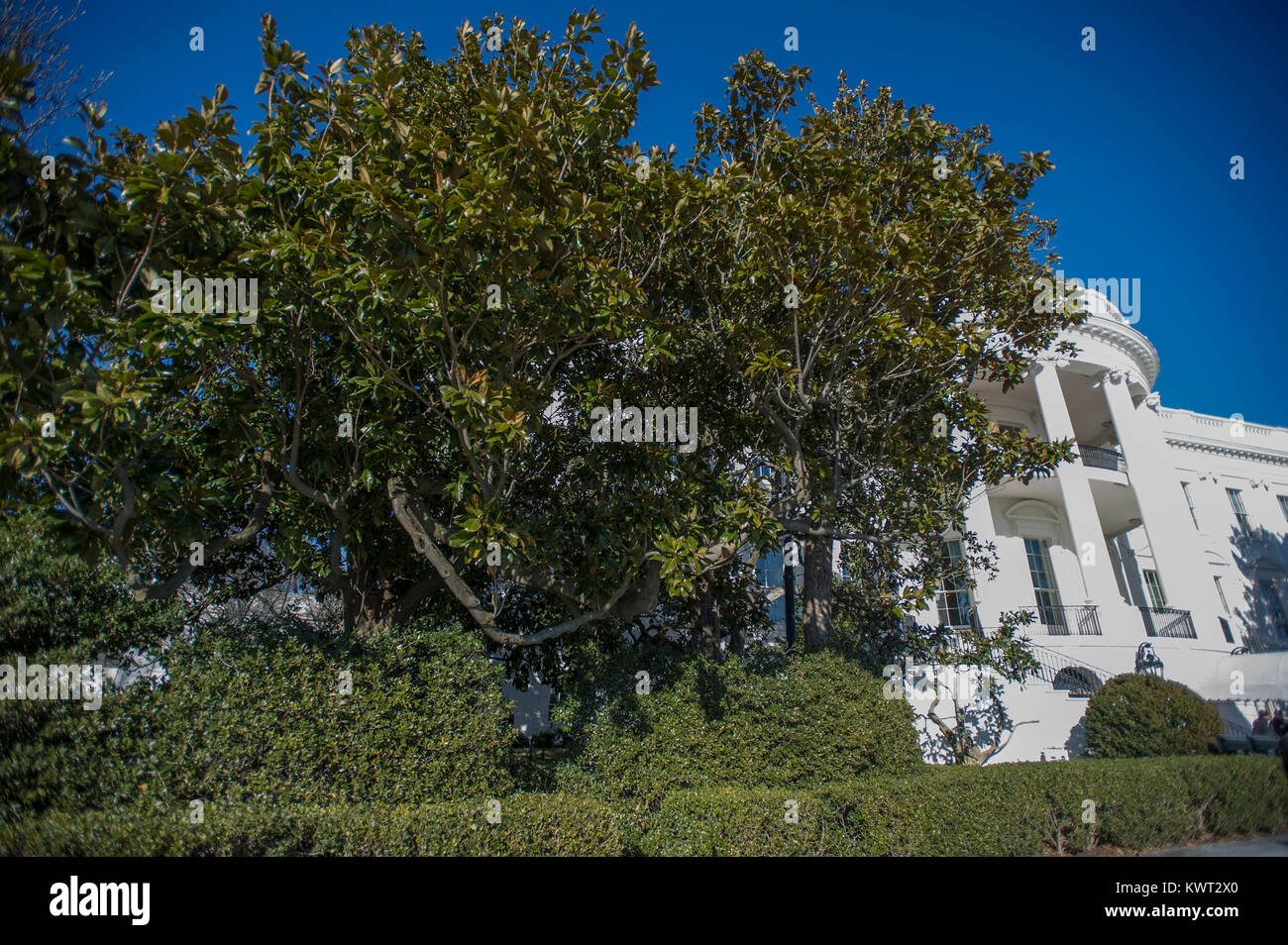 The Jackson Magnolia, a tree that was planted on the White House grounds in Washington, DC by former United States President Andrew Jackson, after significant pruning in late December, 2017, on Friday, January 5, 2018. First lady Melania Trump approved iconic tree being cut back out of concern for the safety of guests and journalists who often stand under the tree - especially when Marine One lifts off. Credit: Ron Sachs/CNP - NO WIRE SERVICE - Photo: Ron Sachs/Consolidated/dpa Stock Photo