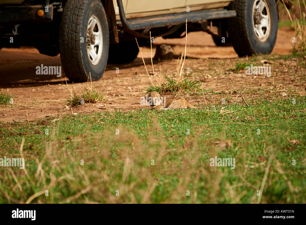 Lion cub strolling along and seeking parents Stock Photo
