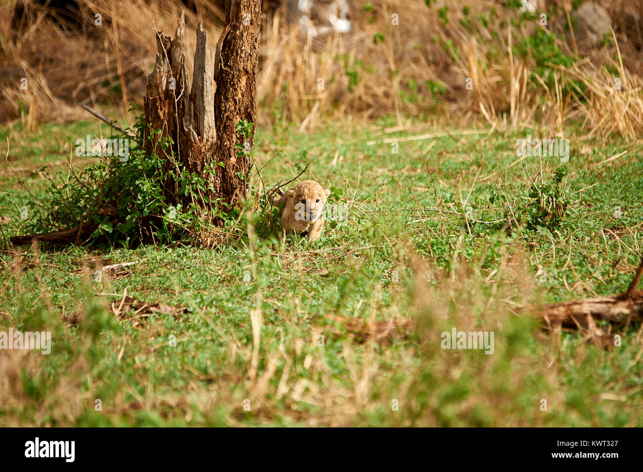 Lion cub strolling along and seeking parents Stock Photo