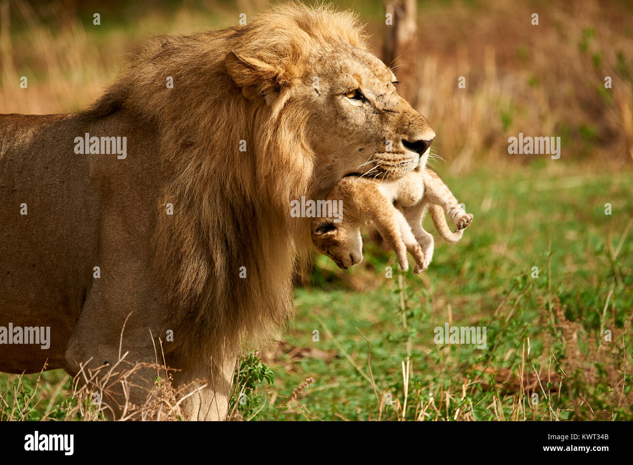 Male lion carrying one of its cubs - (rare occurrence) Stock Photo