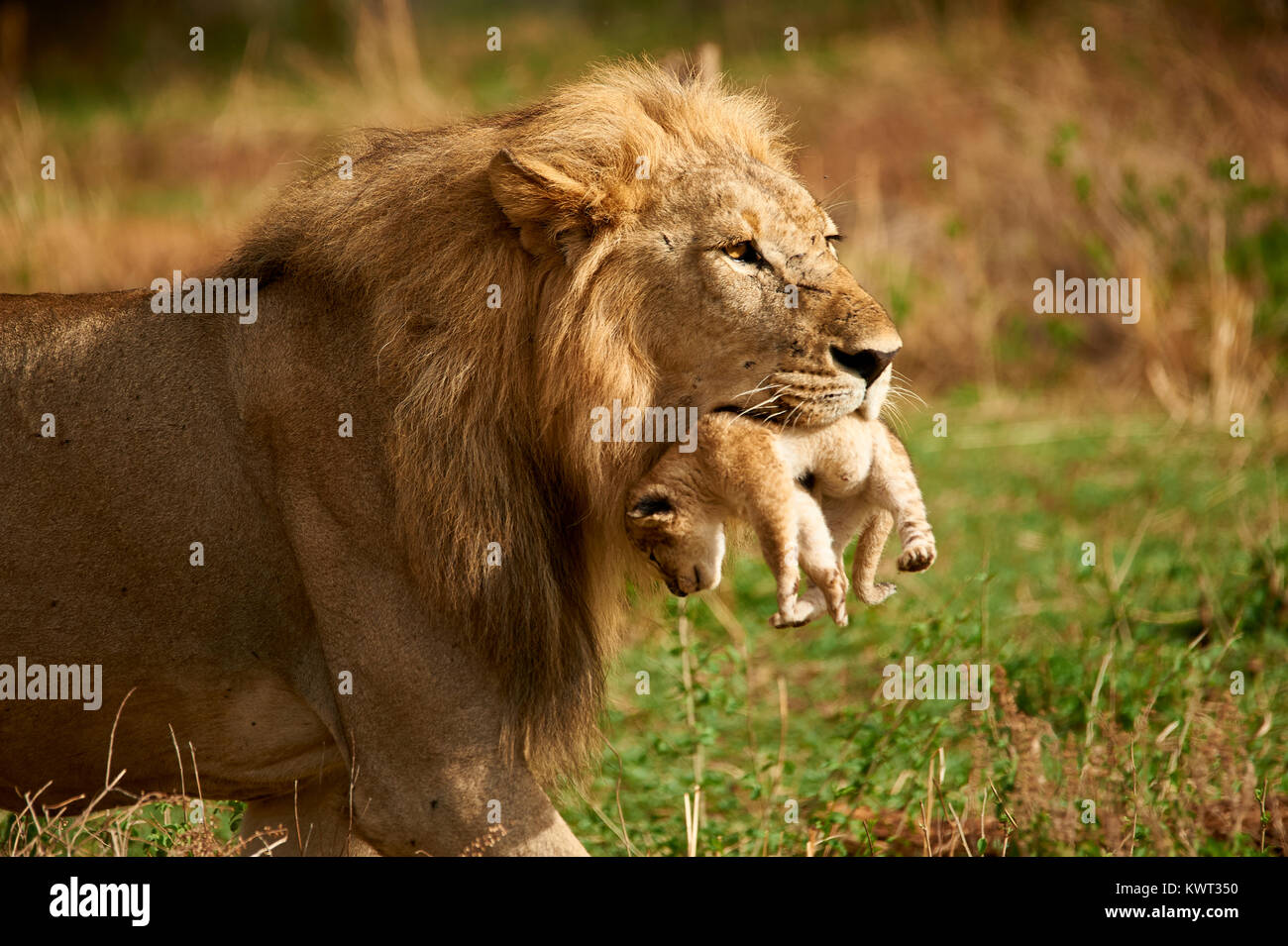 Male lion carrying one of its own cubs (rare occurrence Stock Photo