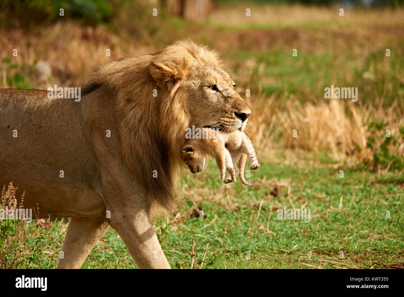 Male lion carrying one of its cubs - (rare occurrence) Stock Photo