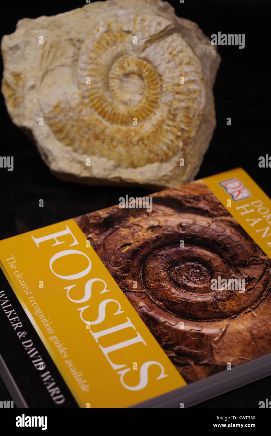 Fossil identification hi-res stock photography and images - Alamy