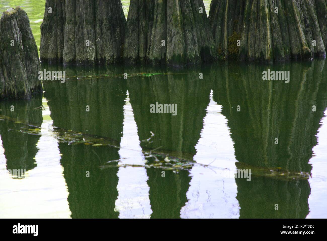 Cypress Tree reflections Stock Photo