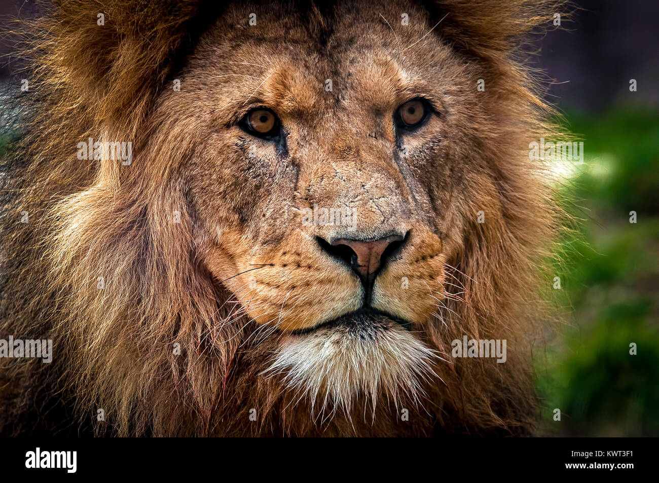 Close up of a lion's face Stock Photo
