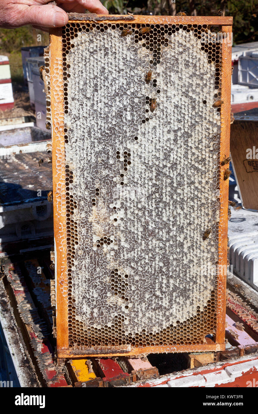 Hive frames loaded with Active Jellybush (Manuka) honey, Evans Head, NSW, Australia Stock Photo