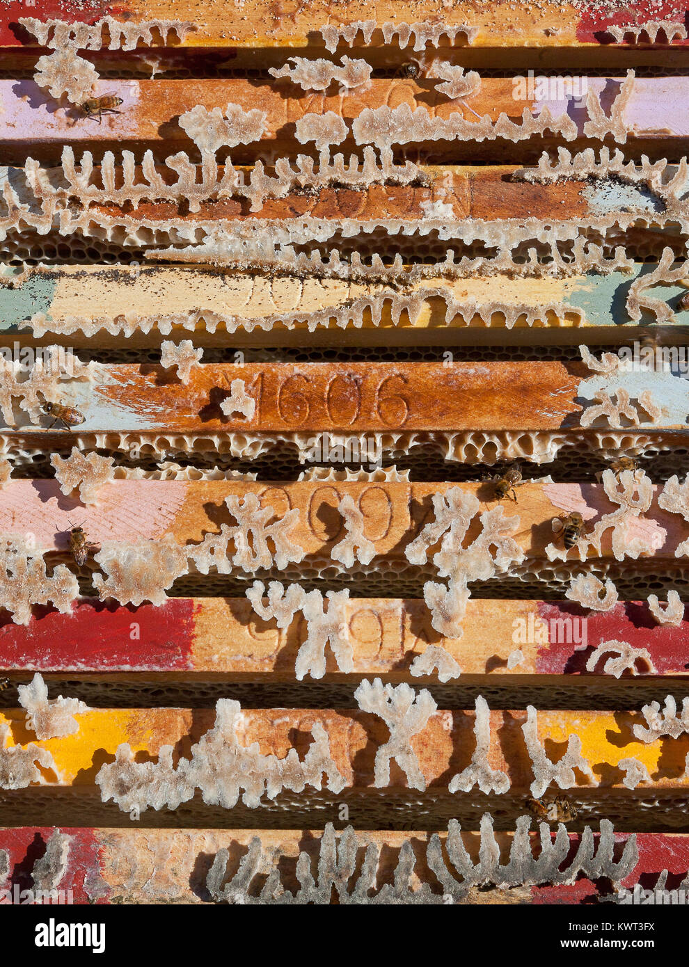 Colourful hive frames loaded with Active Jellybush (Manuka) honey, Evans Head, NSW, Australia Stock Photo