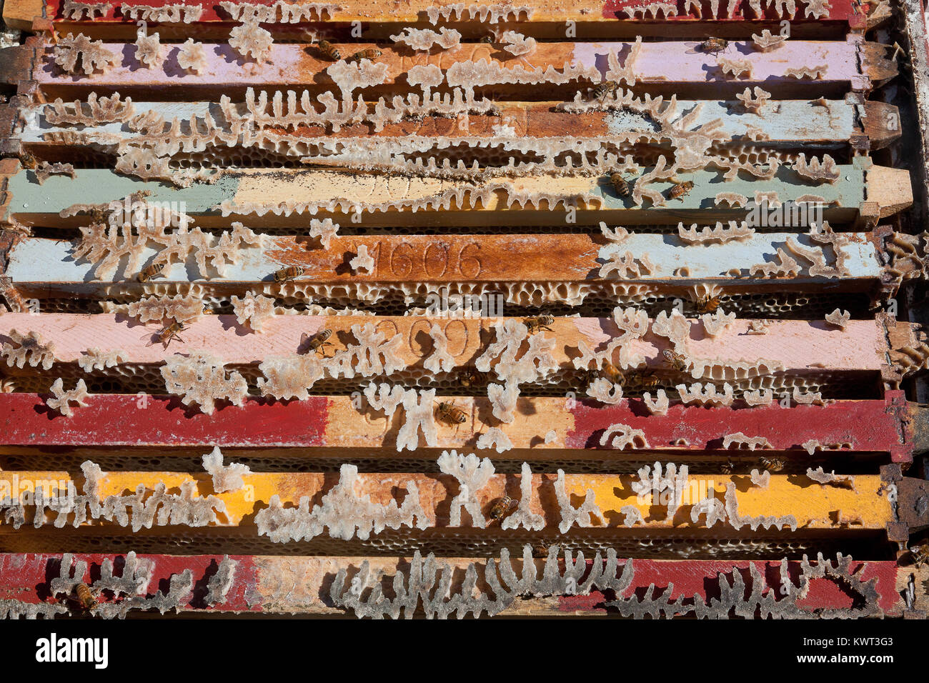 Colourful hive frames loaded with Active Jellybush (Manuka) honey, Evans Head, NSW, Australia Stock Photo
