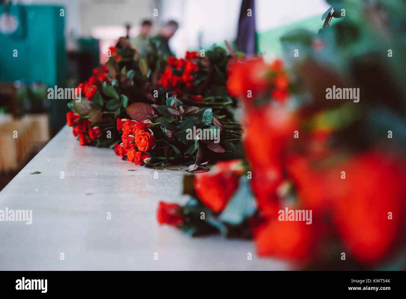 Fresh cut red roses hi-res stock photography and images - Alamy