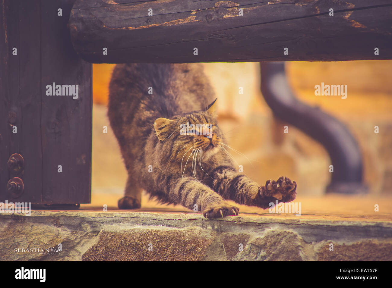 Fluffy cat stretching on the porch, under a dark wooden bar, in the morning Stock Photo