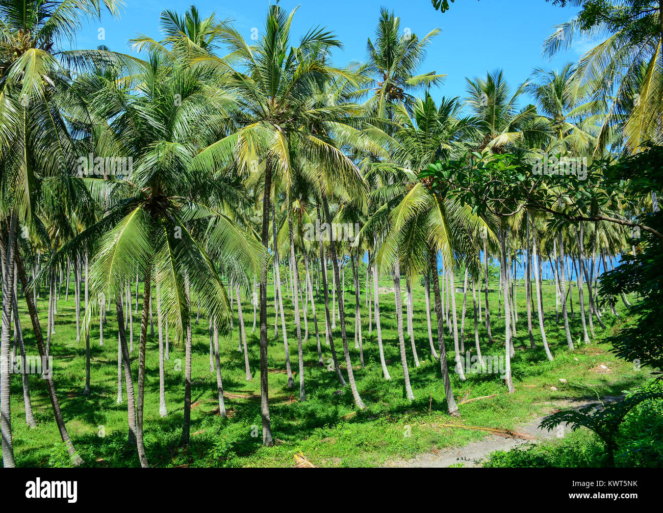Coconut plantation at sunny day on Lombok Island, Indonesia Stock Photo