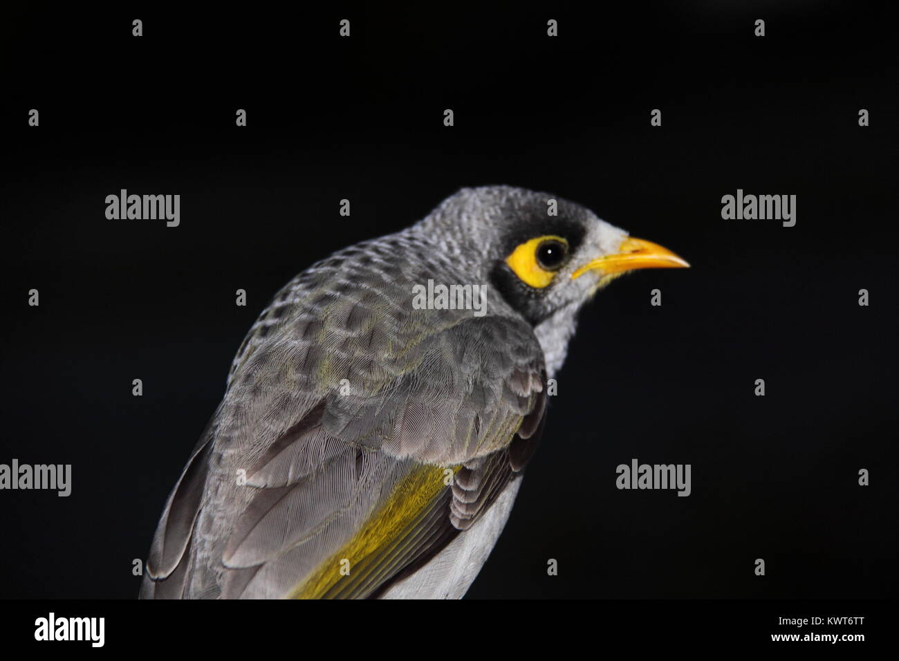 Noisy Miner (Manorina Melanocephala) Stock Photo