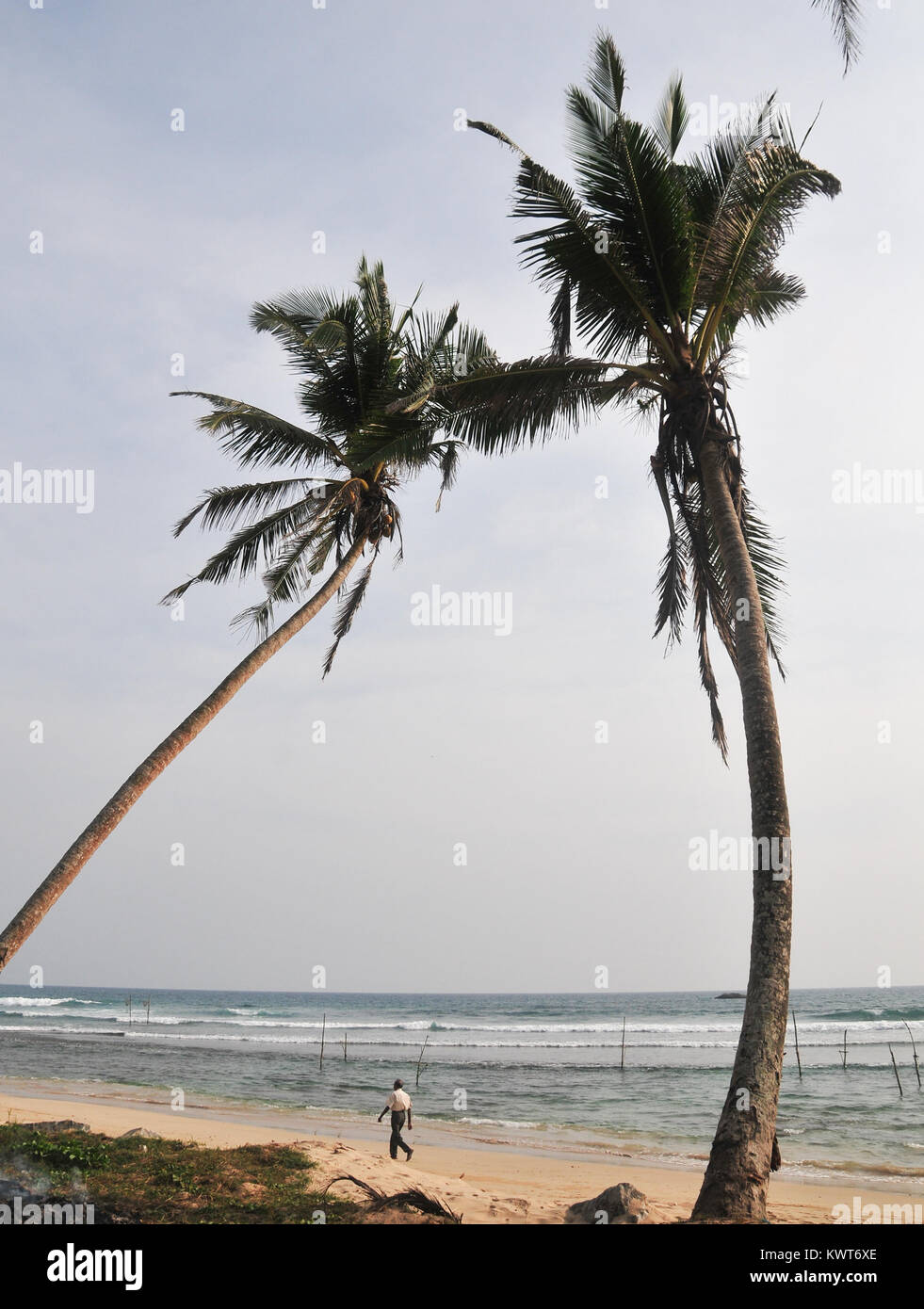 Tropical sandy beach with palm trees in Hikkaduwa, Sri Lanka Stock ...