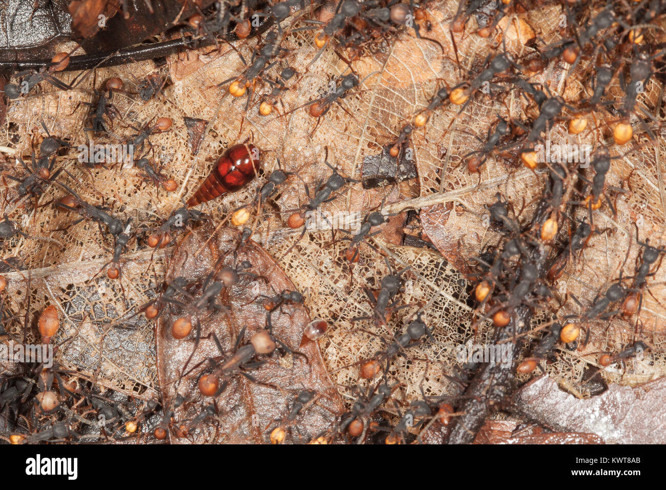 This unusuallooking reddishbrown insect is a rove beetle. This