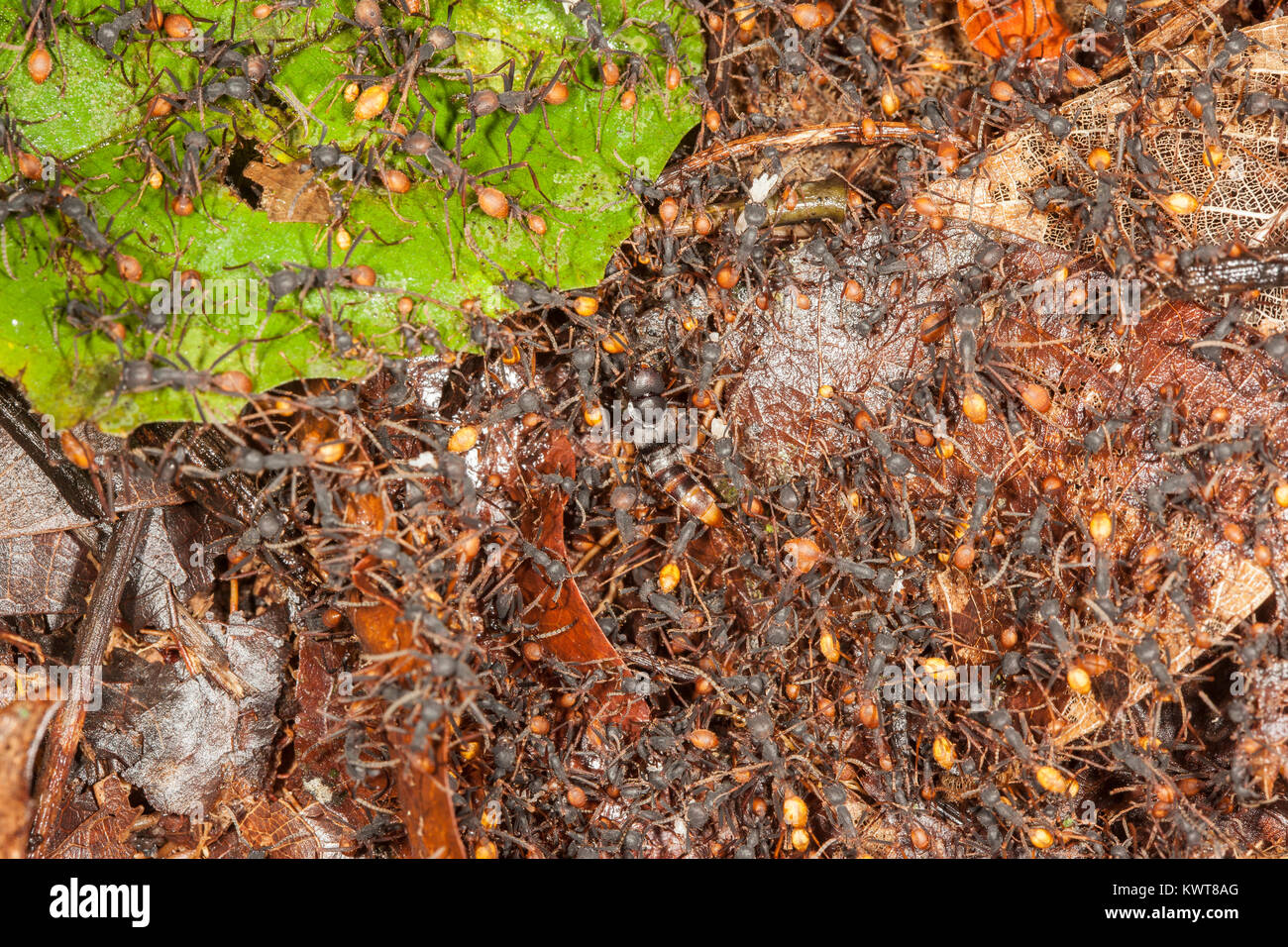 The unusuallooking insect in the center of the image is a rove beetle