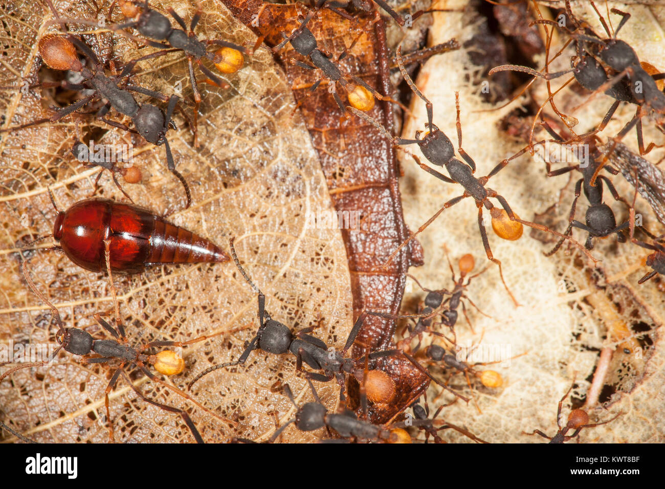 This unusuallooking reddishbrown insect is a rove beetle. This