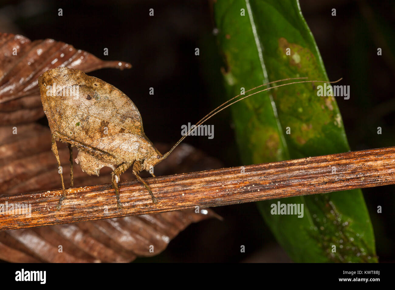 A well-camouflaged dead leaf-mimicking katydid (Order Orthoptera, Family Tettigoniidae) ovipositing (laying eggs) into a stem. Lowland rainforests of  Stock Photo