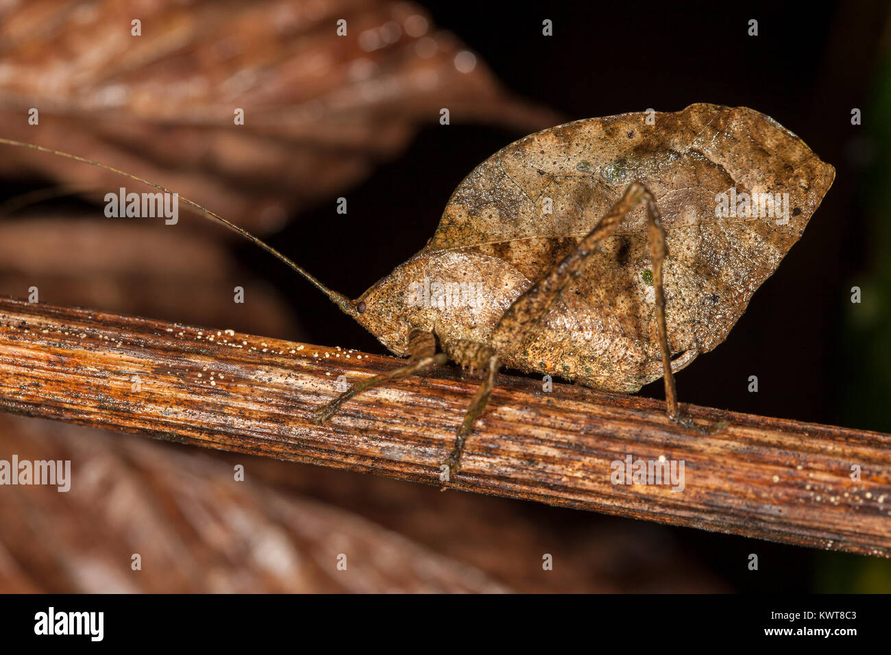 A well-camouflaged dead leaf-mimicking katydid (Order Orthoptera, Family Tettigoniidae) in the lowland rainforests of Peru. An excellent example of cr Stock Photo