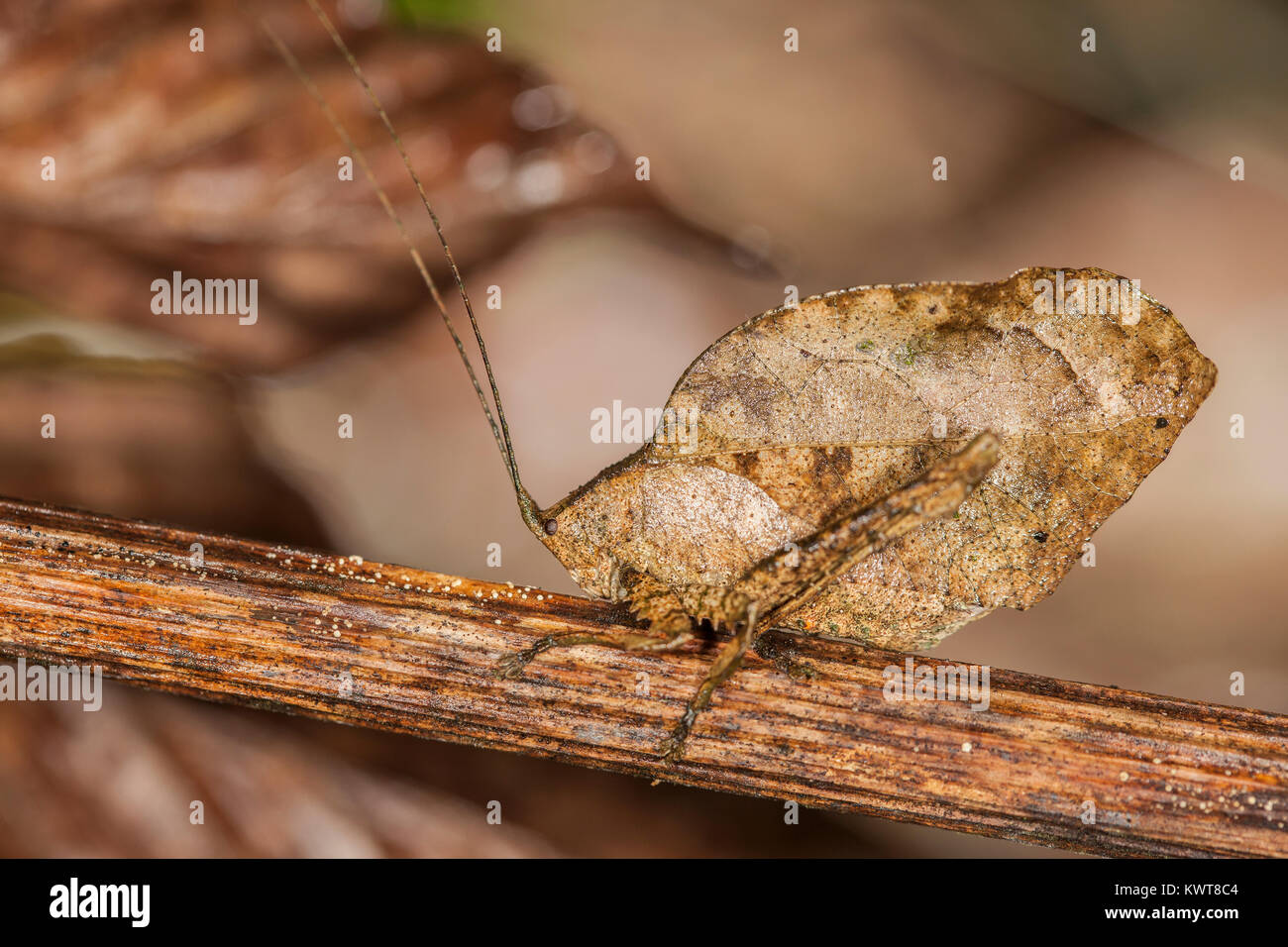 A well-camouflaged dead leaf-mimicking katydid (Order Orthoptera, Family Tettigoniidae) in the lowland rainforests of Peru. An excellent example of cr Stock Photo